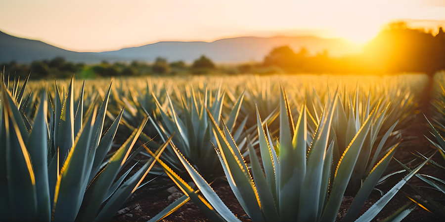 Agave field and tequila production landscape